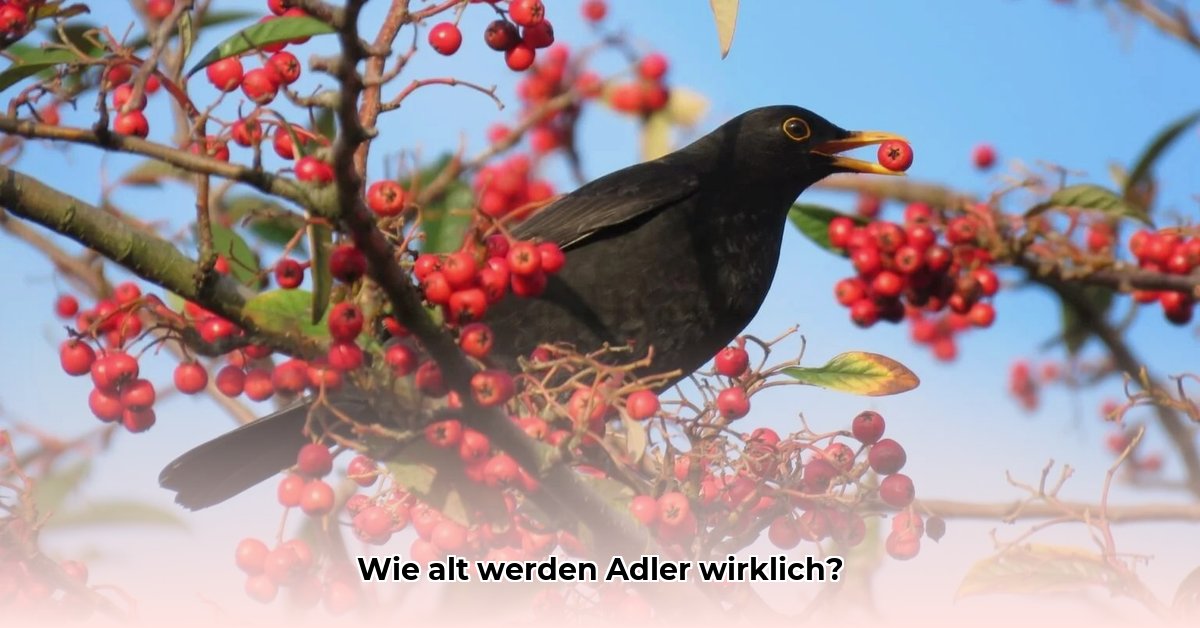 wie-alt-werden-adler